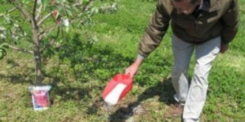 Горна превръзка на ябълкови дървета през есента за обилно плододаване